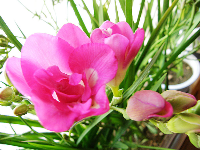 这种花千万别养,适合懒人养的四季花香雪兰