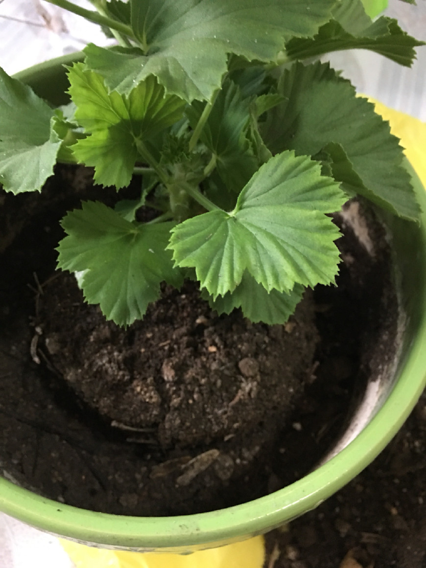 扦插蝴蝶梅要套袋吗,扦插蝴蝶梅叶片喷水可以吗