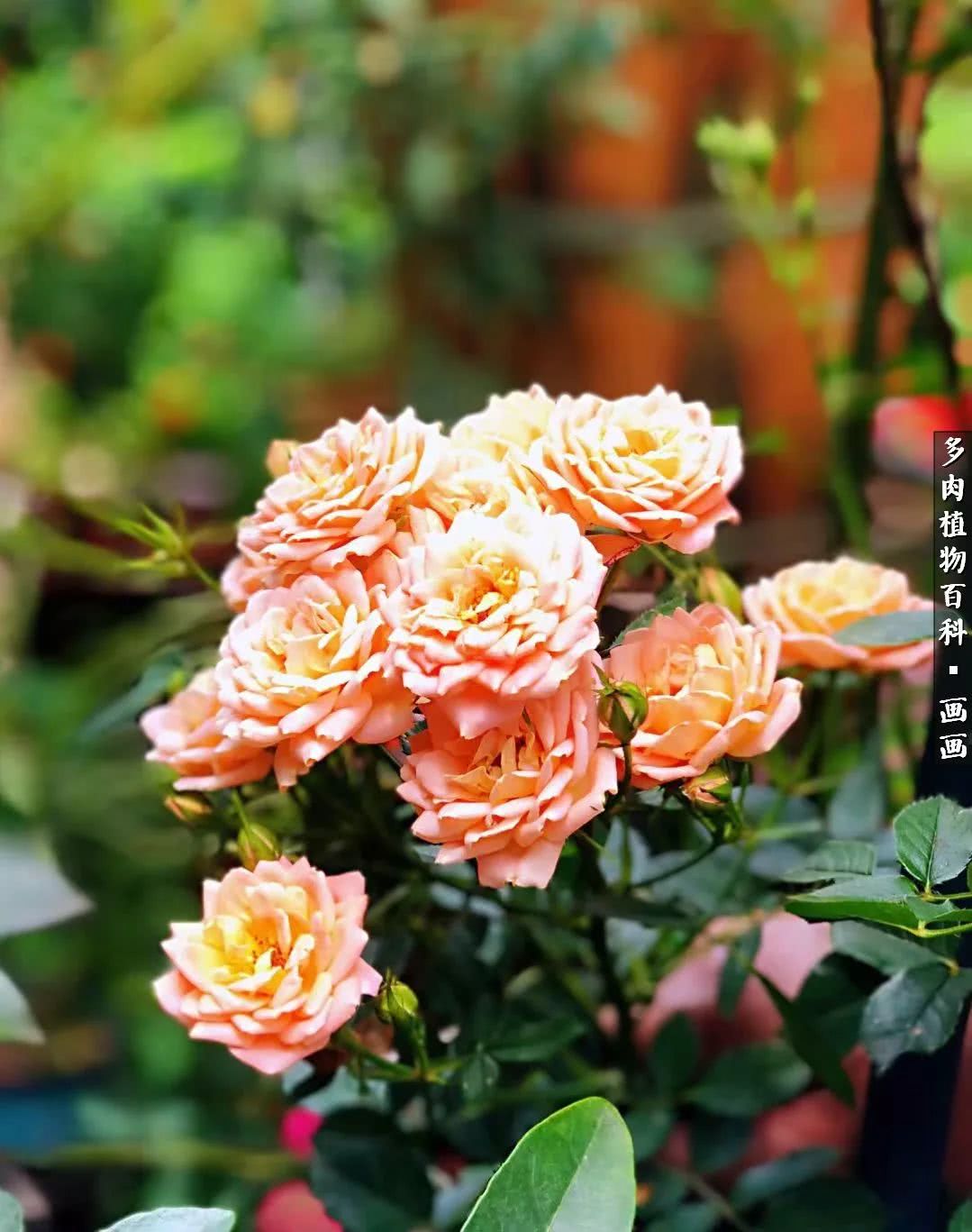 鍒氬ソ閬囪浣犵編濂虫埛澶栫増,鍒氬ソ閬囪澶氳倝