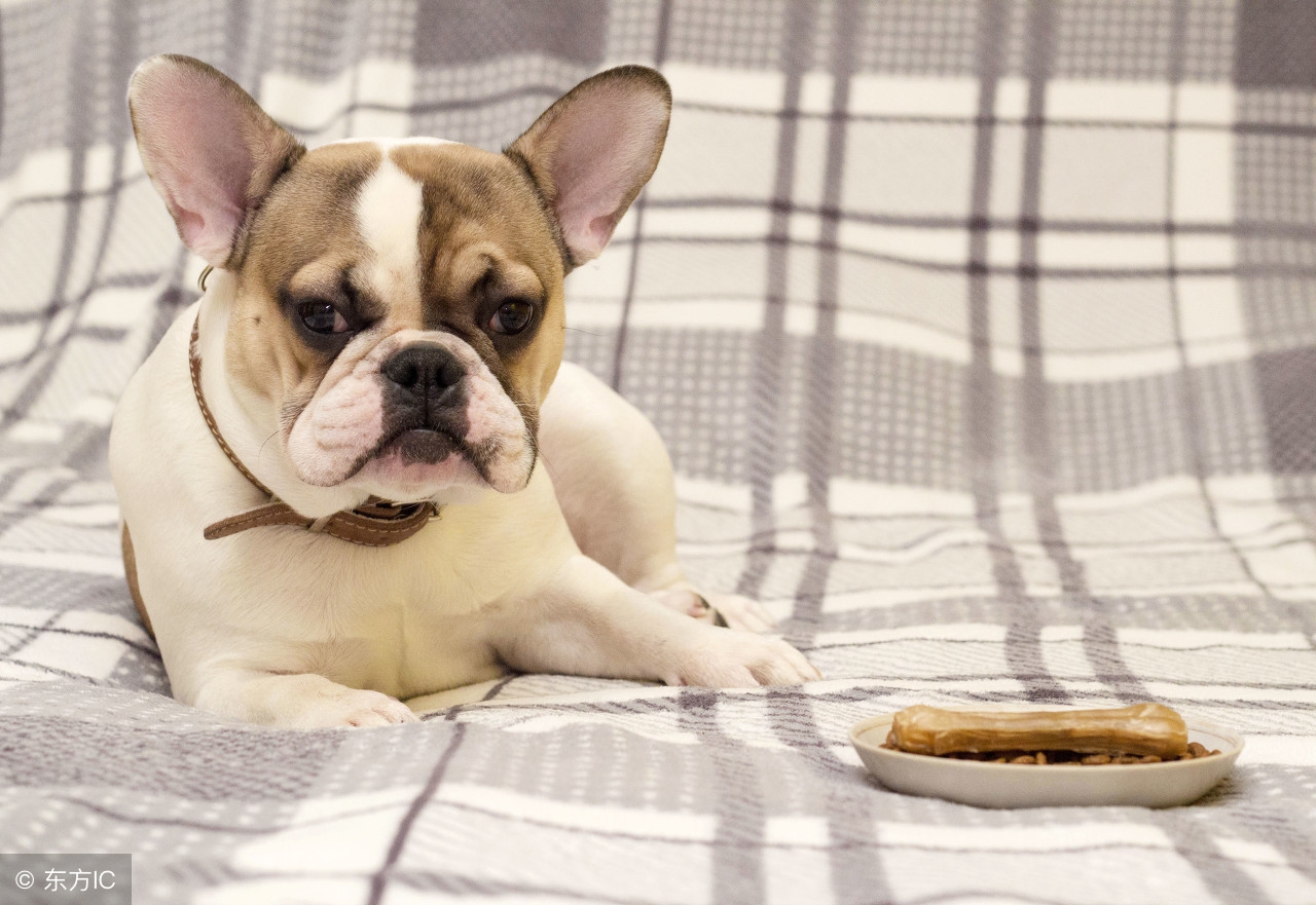 狗狗太肥了怎么才能给它减肥呢,宠物狗增肥最快方法