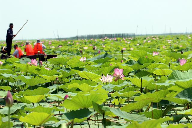 微山湖湿地荷花全景图,微山湖坐船赏荷花
