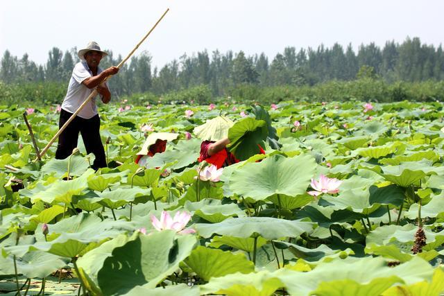 微山湖湿地荷花全景图,微山湖坐船赏荷花