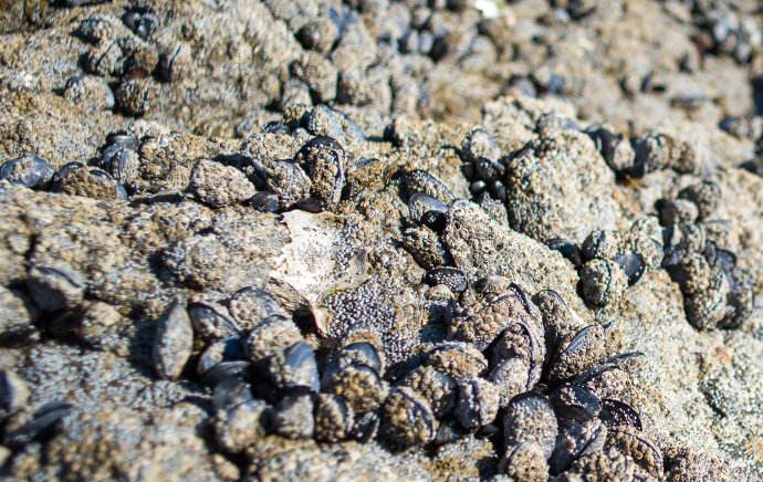 让你满载而归的赶海技巧,赶海攻略100条