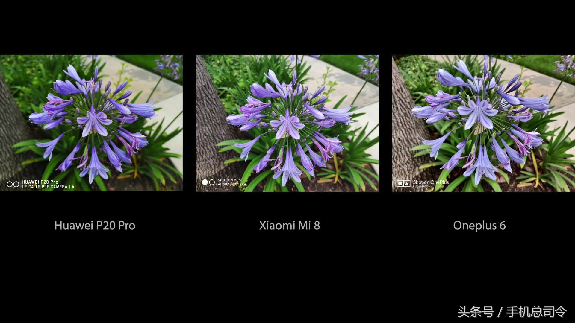 王自如手机拍照测评,王自如惊艳的照片