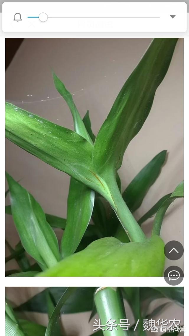 富贵竹叶面病虫害有哪些,富贵竹病虫有哪些