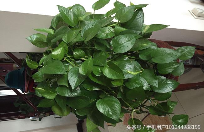 去除绿萝异味最好的植物,绿萝有异味用什么植物