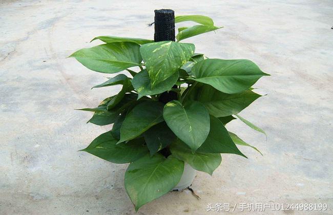 去除绿萝异味最好的植物,绿萝有异味用什么植物