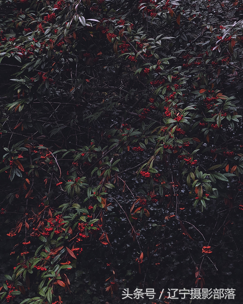 2020年ipa摄影奖获奖作品,ippa摄影大赛获奖作品2010