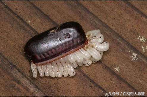 蟑螂怎么消灭最彻底不用药,蟑螂怎么正确消灭最彻底小妙方