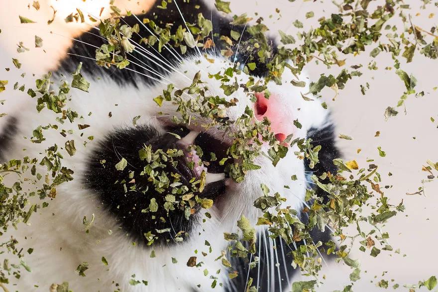 猫薄荷是不是就是荆芥,猫薄荷是毒药吗