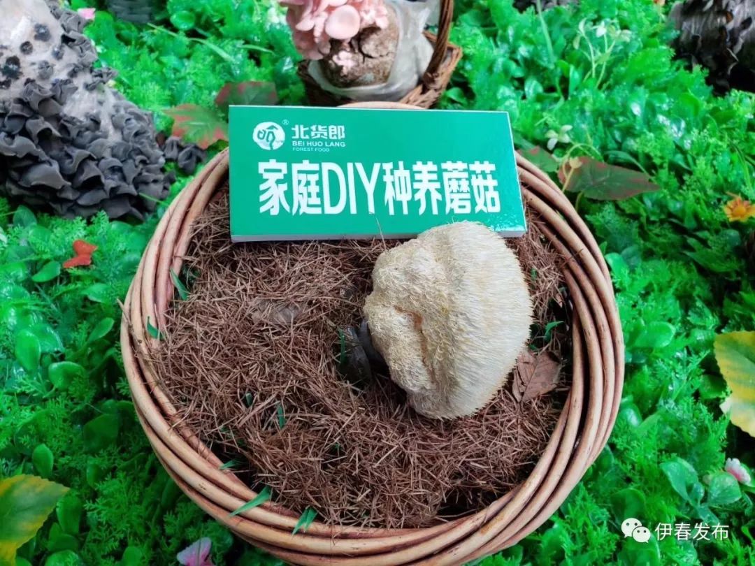 聚焦｜七月“森博”热林城