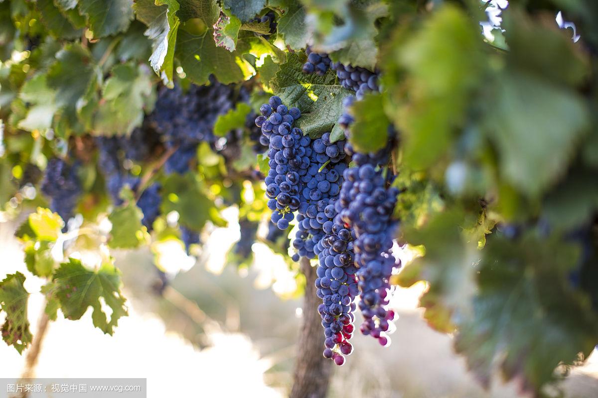 葡萄酒的养生原理和方法,葡萄酒养生真的有用吗