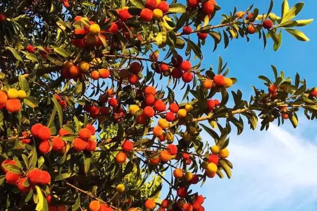 40岁大叔买下一座岛,大叔为钓鱼买下一座岛