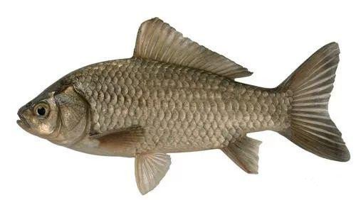 海竿不用浮漂怎么定点抛投,海竿打窝器定点最佳方法