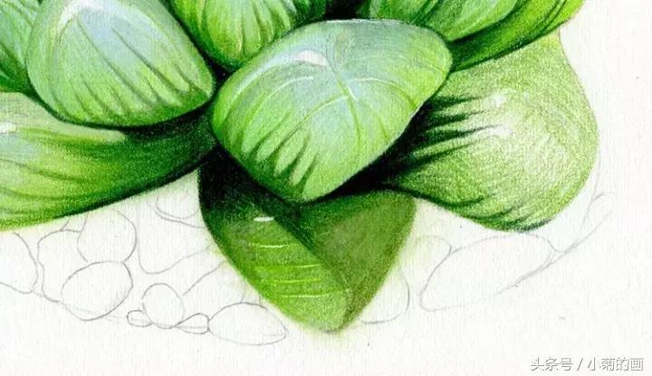 彩铅素描都是用的哪种彩铅,零基础学彩铅要先学会素描吗