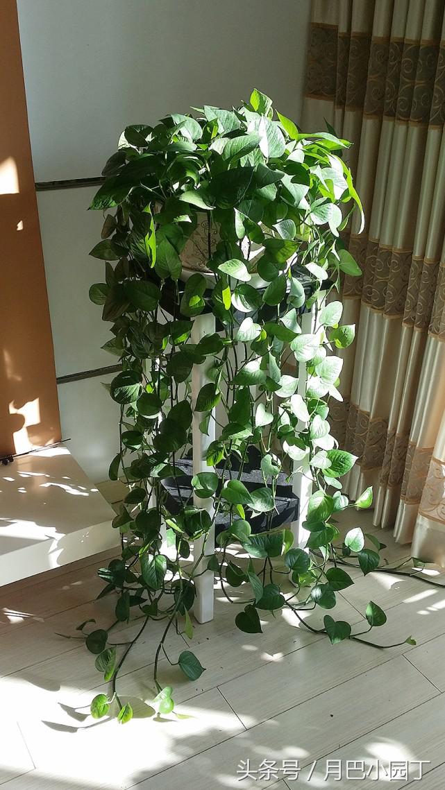 绿萝水养怎么越养越绿越养越茂盛,日常水养绿萝怎么养才能长得茂盛