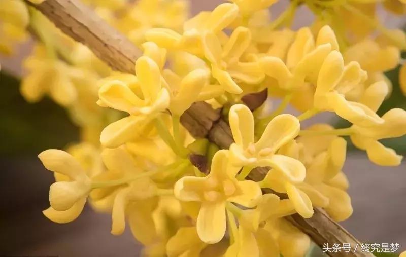 时光抗皱紧致面膜,时光留韵紧致面膜