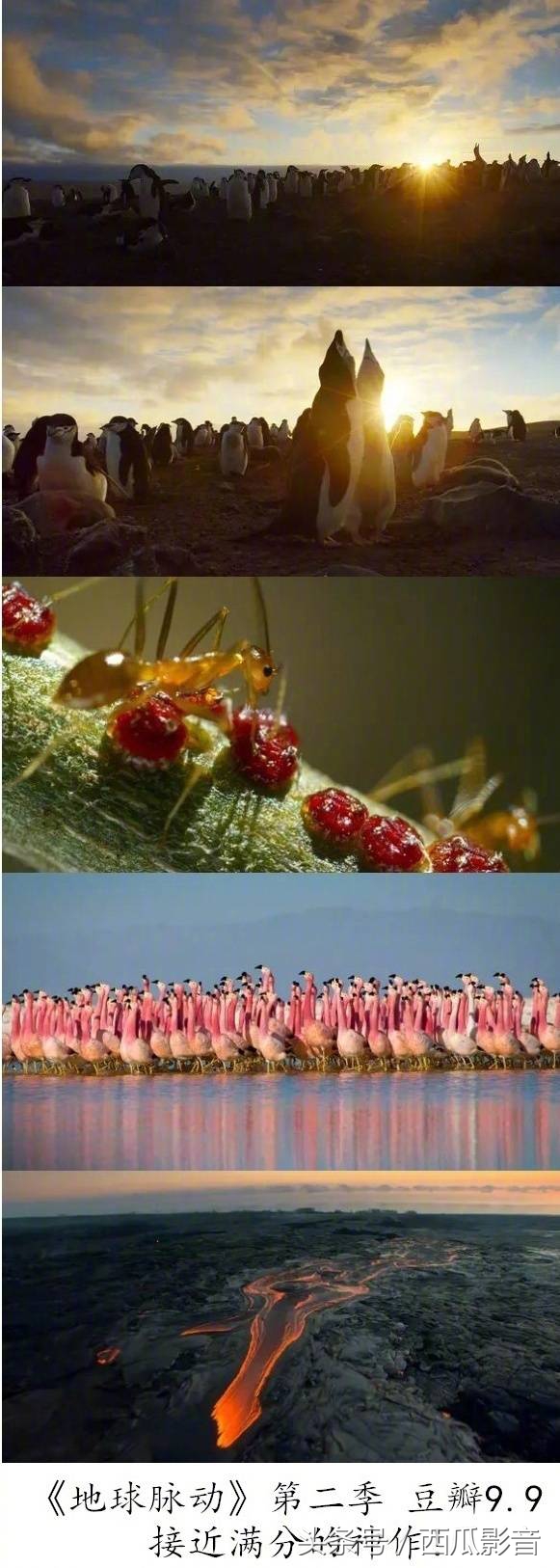 bbc史上最美纪录片,bbc纪录片美到窒息