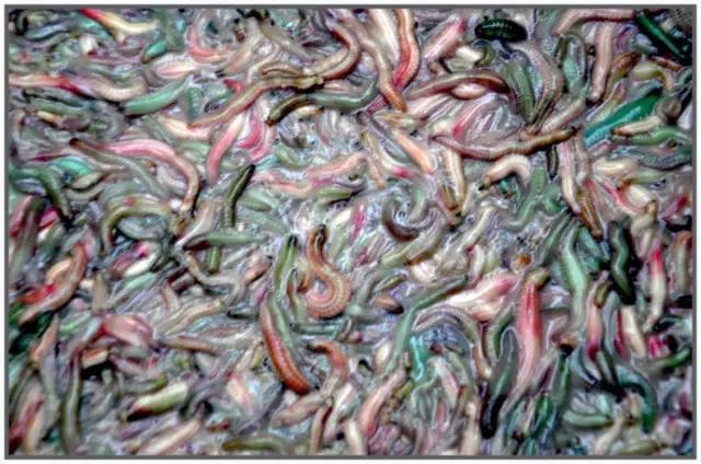 长乐街头小吃,这些街头小吃一口也别吃