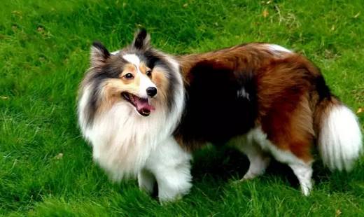 最忠诚又可爱的狗狗十大排名,全球十大最忠诚的狗狗排名