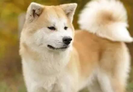 最忠诚又可爱的狗狗十大排名,全球十大最忠诚的狗狗排名