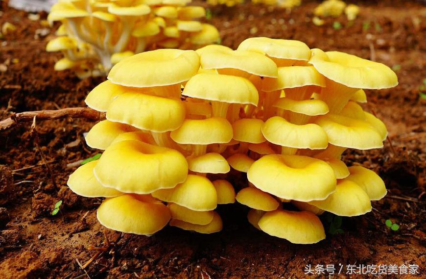 东北哪种野生菌最好,东北都有哪些野生菌