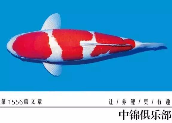 想要养条大鱼,想要养一条小鱼