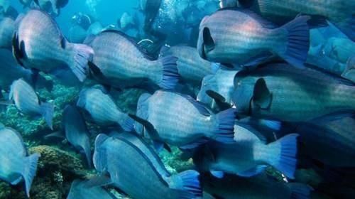 距离中国3000公里小岛,国内小众海岛堪比马尔代夫