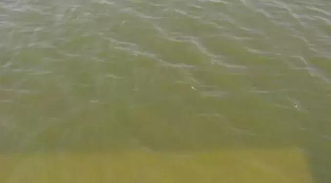 怎么判断锦鲤水质老化了,水质老化水绿了怎么变清澈