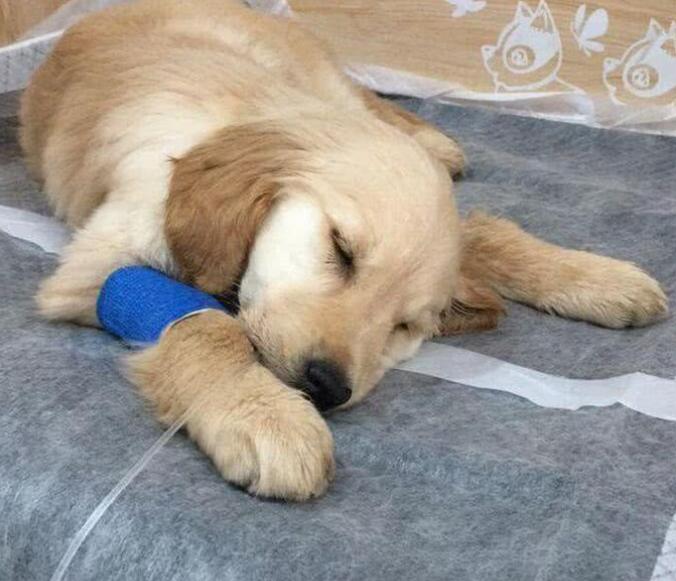 500元买了一只小金毛,网上买的400块钱的金毛能养吗