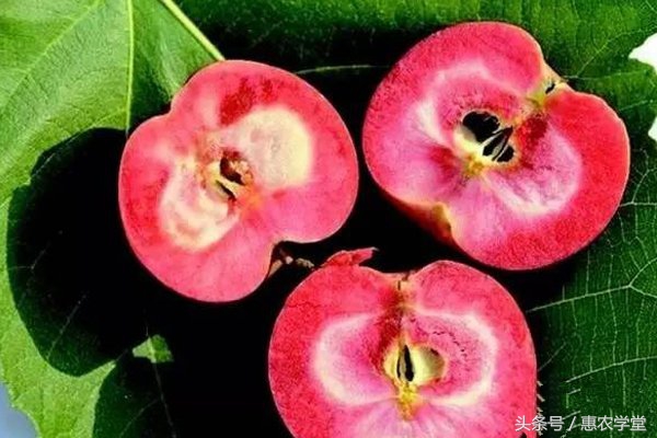 盆栽红肉苹果种植方法,红肉苹果需要授粉吗