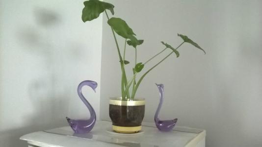 滴水观音根部腐烂有小白虫怎么办,滴水观音怎样修剪腐烂根部