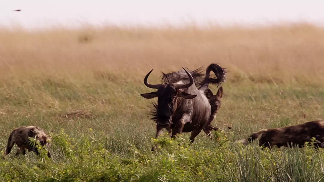 十部震撼神级片,9部堪称神作的纪录片火山