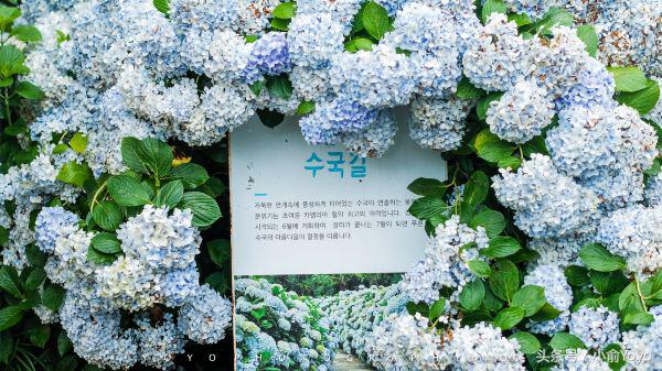 夏天济州岛旅游攻略,夏游济州岛