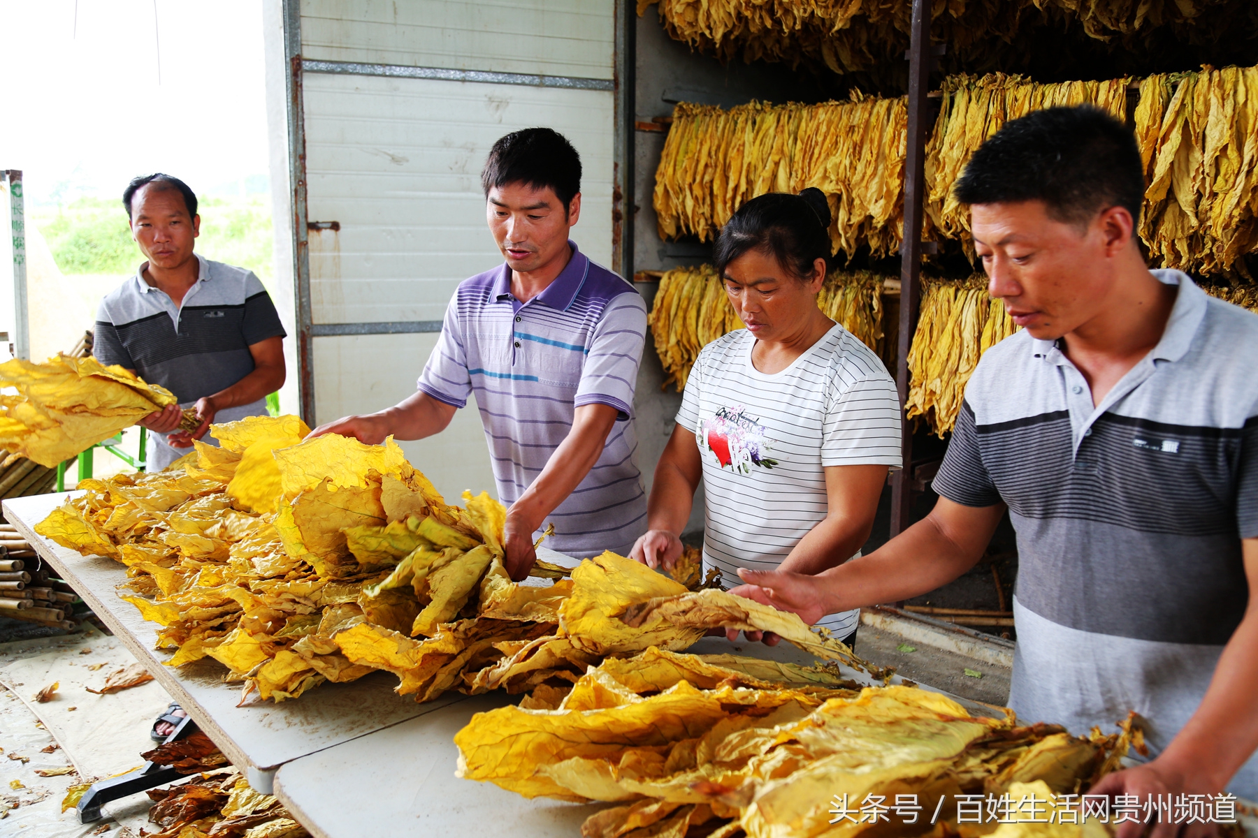 长顺：“黄金叶”里有黄金 鼓了腰包富了民