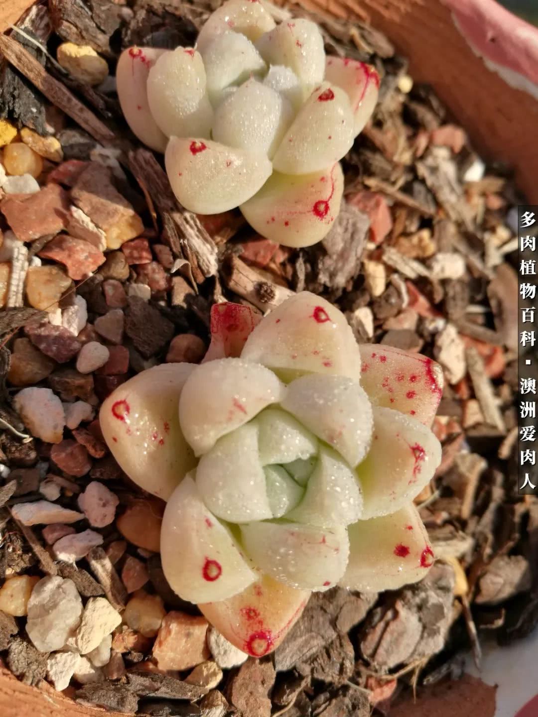 最耐晒的八款多肉,暖阳下的多肉美的不得了