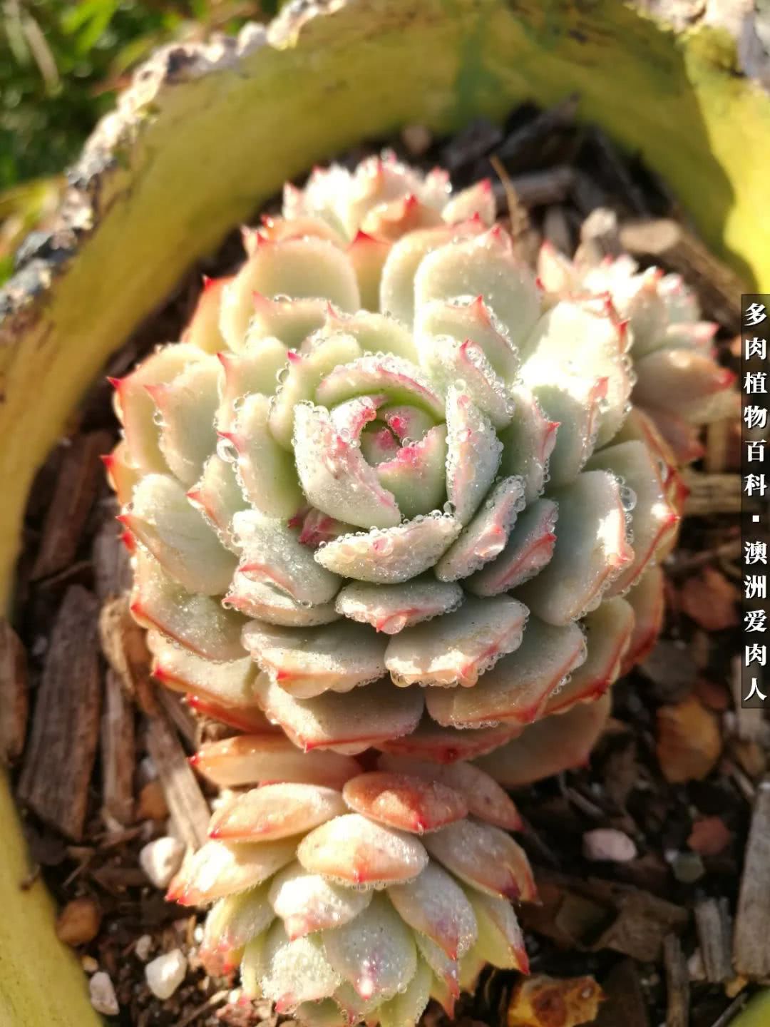 最耐晒的八款多肉,暖阳下的多肉美的不得了