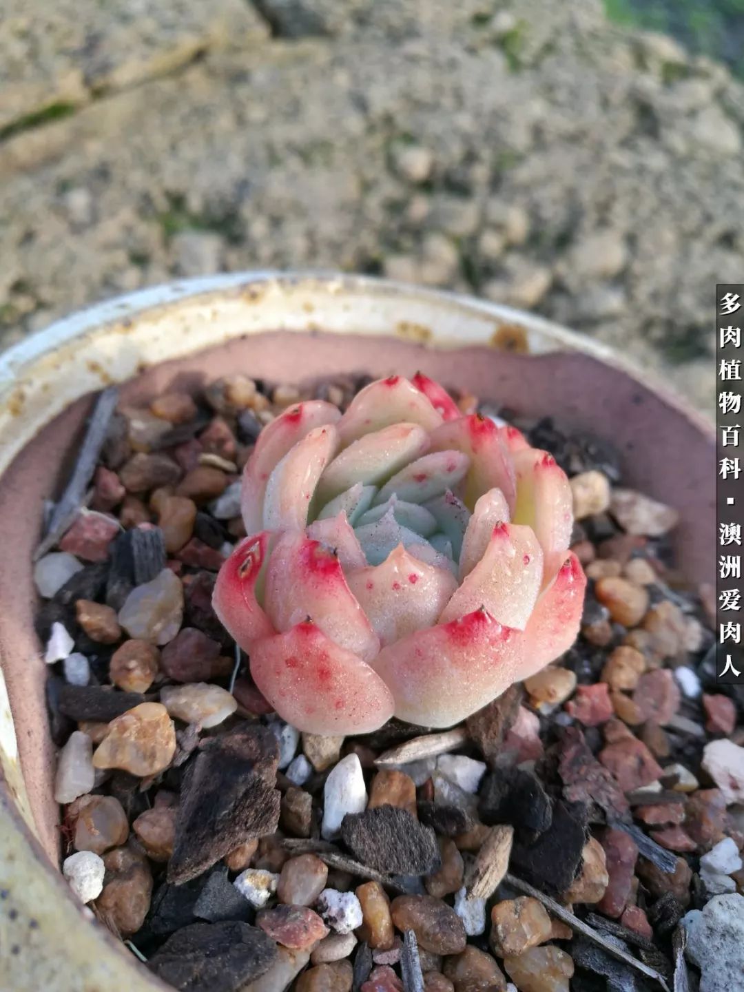 最耐晒的八款多肉,暖阳下的多肉美的不得了