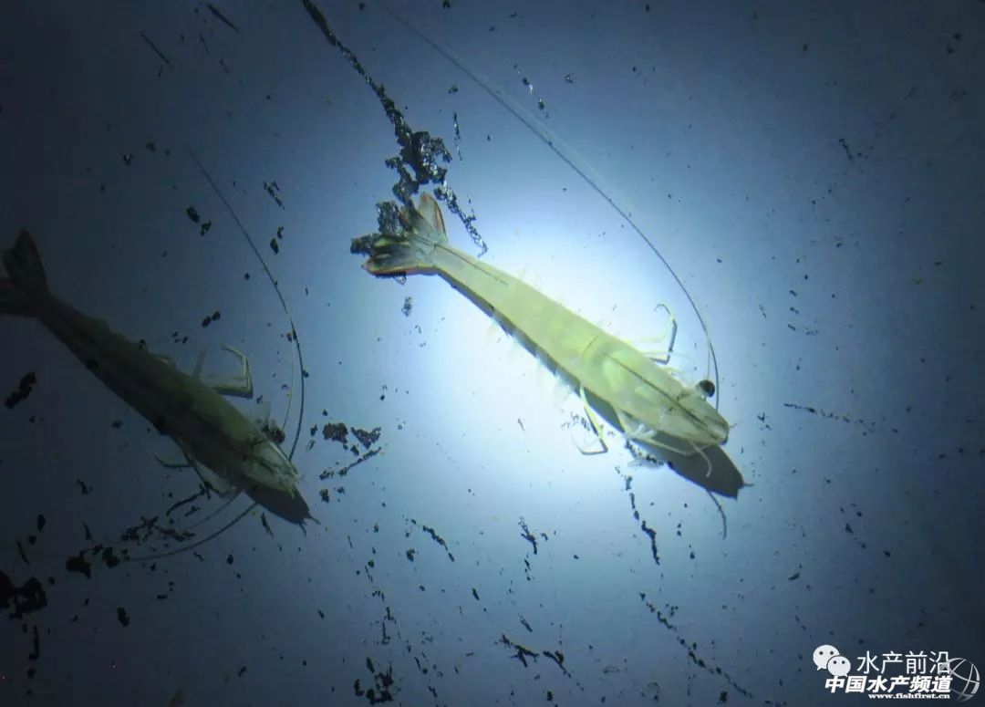 新品种“白金钢”!源自非洲亚丁湾,抗病力强,适应性广,到底什么来头?