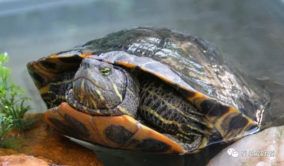 龟吃什么食物要煮熟,龟吃了大补的食物