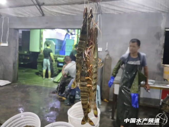 休渔期基围虾,休渔期海鲜