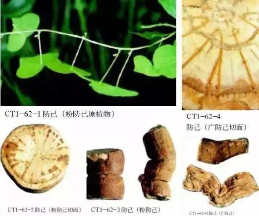 为什么外国人可以接受鱼腥草,外国人有多抗拒鱼腥草