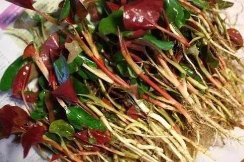 为什么外国人可以接受鱼腥草,外国人有多抗拒鱼腥草