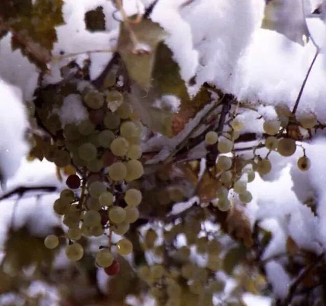 加拿大盛产的冰酒，具体怎么样，看吃货留学生怎么说