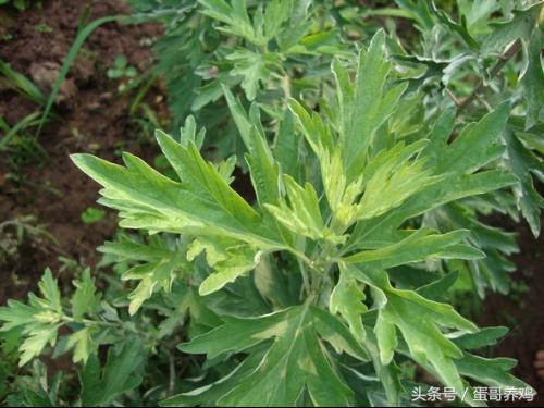 养鸡最经典的五种草药,养鸡可以用的乡下常见药草有哪些