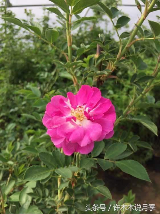 别再被骗了，木木教你如何区分月季、玫瑰、蔷薇