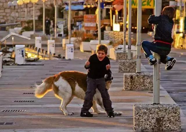 被狗咬住不松口三招教你快速摆脱,被狗咬住如何脱身