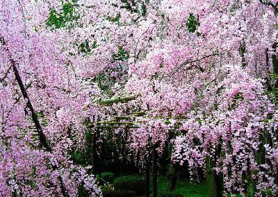盘点各国的国花是什么,世界各国的国花你都认识吗