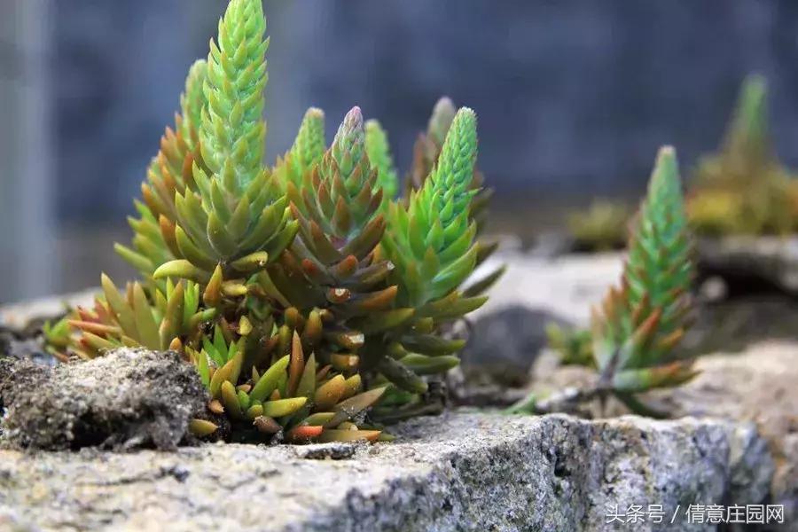 多肉到底可不可以吃,所有多肉都可以吃吗