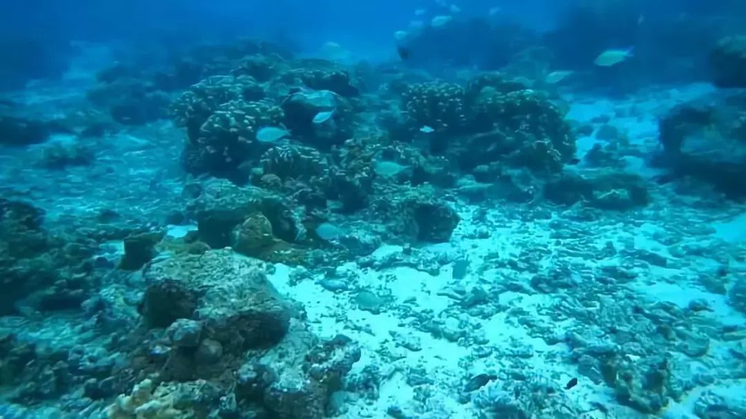 浮潜看海底不一样的世界,浮潜走进十大奇妙世界